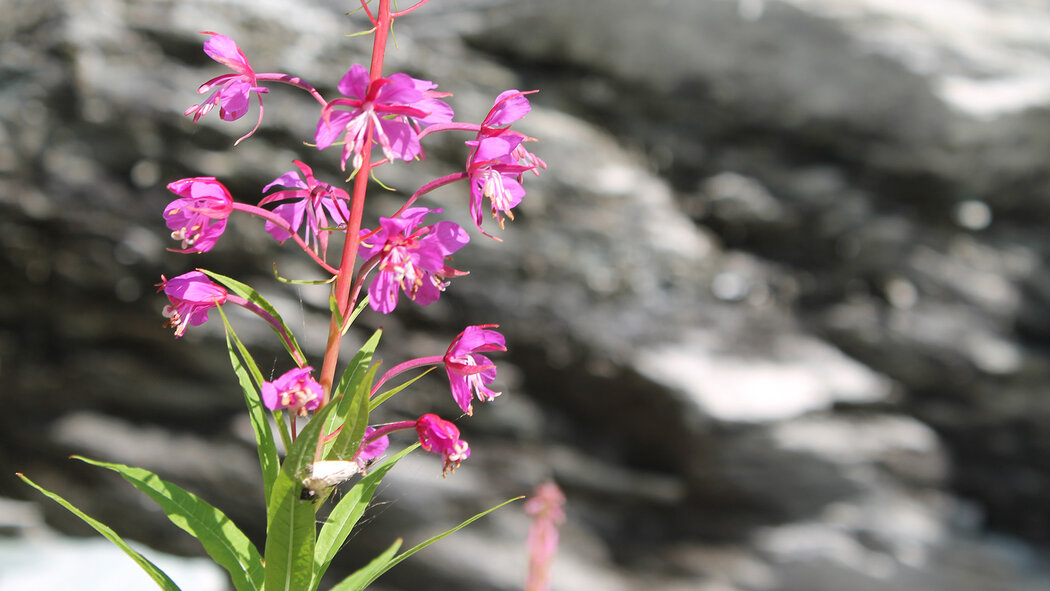 Blume adler inn tyrol mountian resort hintertux